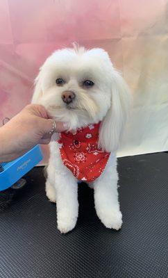 J.J. Pom Mix
#westminstermobiledoggrooming #westminstermobilegrooming #sykesvillemobiledoggrooming #finksburgmobilegrooming #uppercomobile