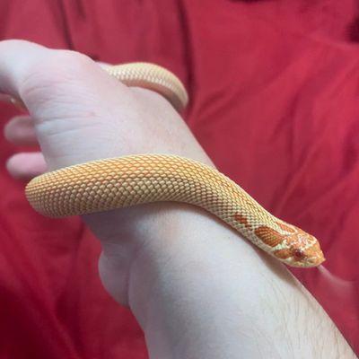 The Hognose, after a few weeks of owning her--she seems very healthy and active, and she has a great appetite!