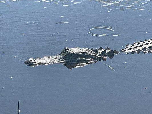 Airboats & Alligators