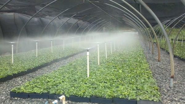 Pachysandra in production