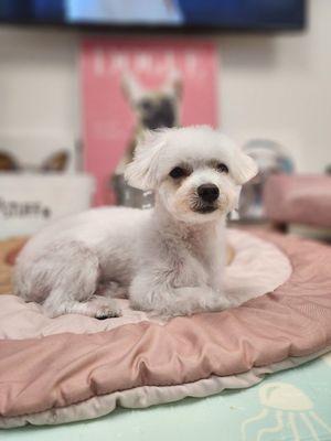 Sunny Dog Grooming & Spa