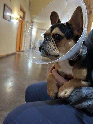 Dog at the vet