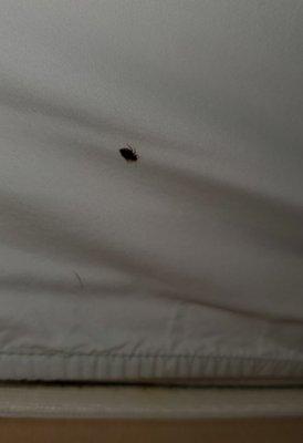 Bed bugs the size of roaches! This place is disgusting!