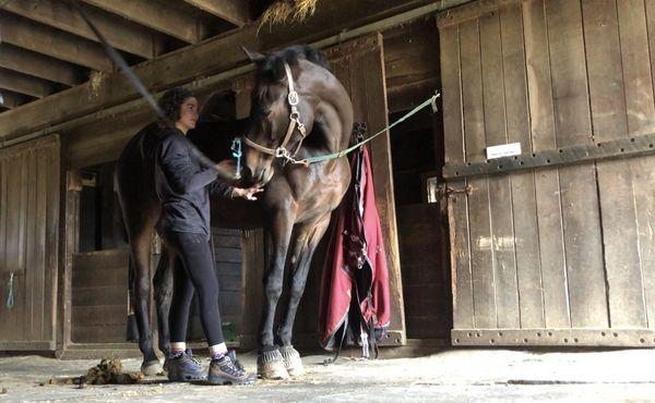 Horse thanking Shannon for the massage