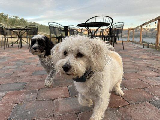 Greeters Willie and Leo