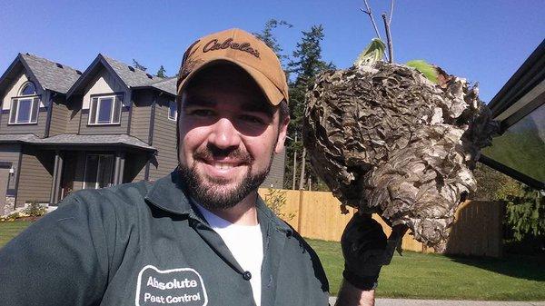 ever see a hornets nest as big as your head?