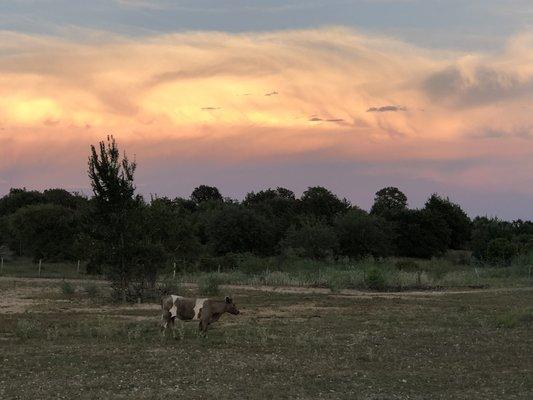 Sunset with Charlie the steer