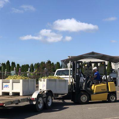 Noble Estate Winery during harvest