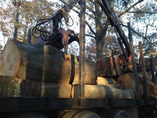 A load of logs we are taking to the saw mill.