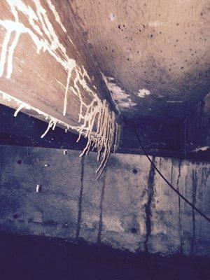 Termite shelter tubes in crawlspace