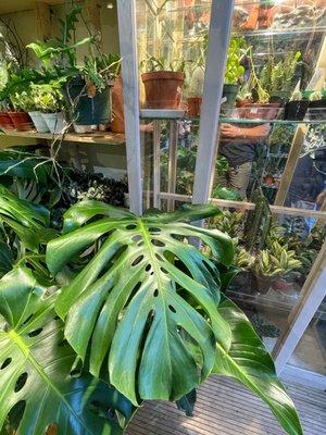 Big monstera next to a glass case full of collector plants.