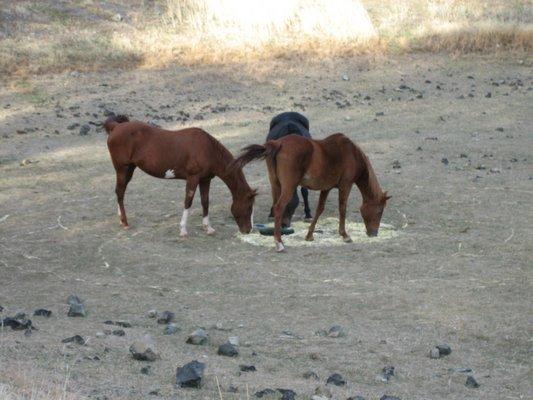 After Water Wheel Ceremony Horses checking out the Energy