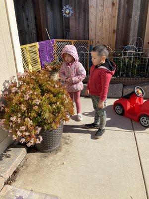 Outdoor: observing plants and insects