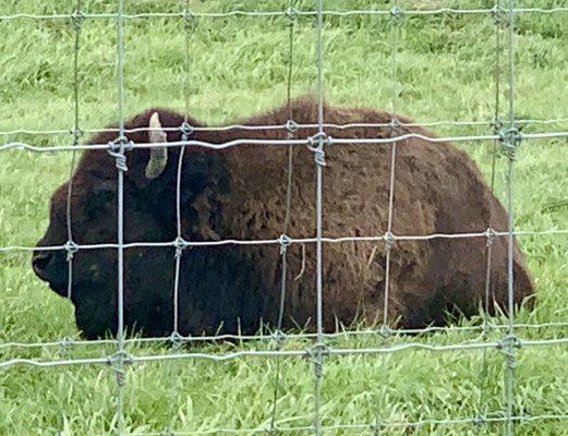 Bison - pretty lazy today!