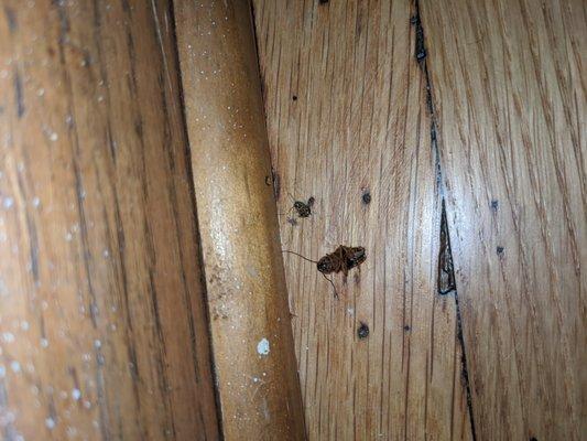 Roaches in my entryway