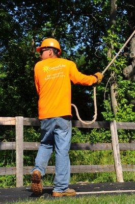 Large oak removal in Long Grove.