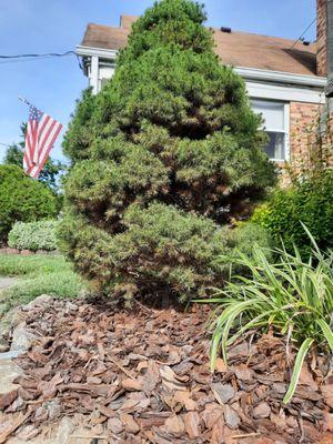 Mulch surrounding my trimmed plants.