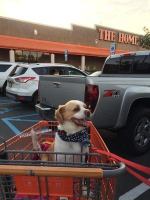 Bowie enjoying his trip to Home Depot.