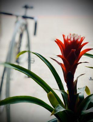 Bicycle + Flower = Missoula