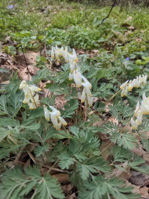 Dutchman's Breeches