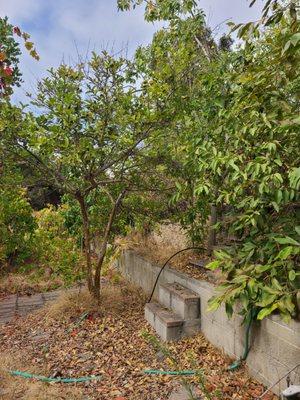 Multiple pictures from different angles - before clean-up - this is the backyard from different areas