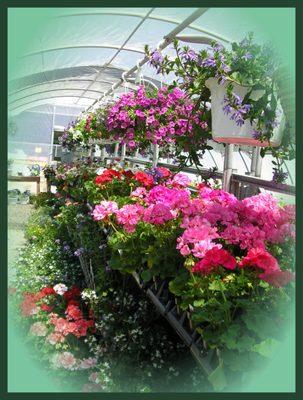 Garden Center full of annuals, herbs, veggies, perennials, roses, and shrubs.