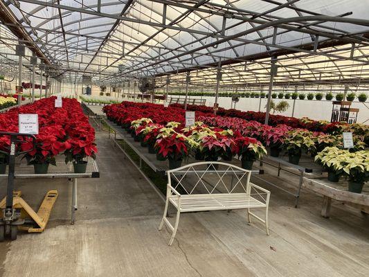 Bazillions of beautiful Poinsettias