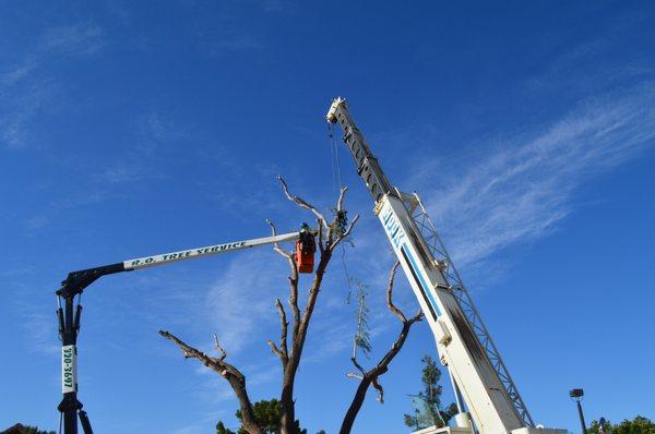 Tree removal