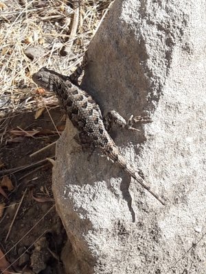 Yup, they even do lizards... in Centreville