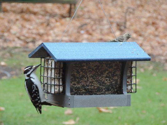 Green Solutions recycled 2 quart hopper feeder with suet cages, gray with blue - GSHF200S-B