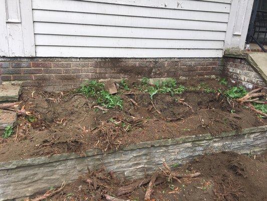 Evergreen stumps removed in raised garden bed.