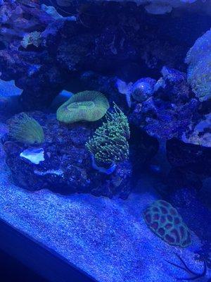 Torch coral and favia