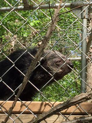 Bearcat, Jerry