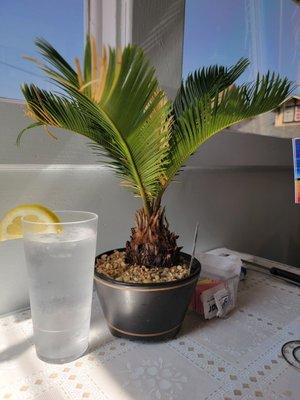 Glass of water with lemon next to plant table center piece.