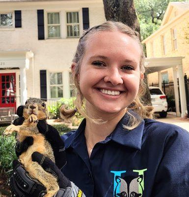 Squirrel trapping and removal from attic