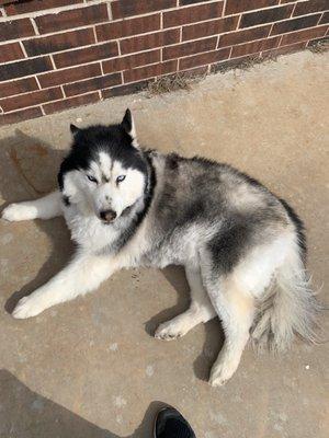 Tail is chopped off & not brushed. fur is patchy and uneven practically shaved. His face is shaved and eyes are still dirty.