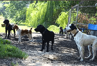 Gun dog training*Field trial dogs *Obedience *Puppy program