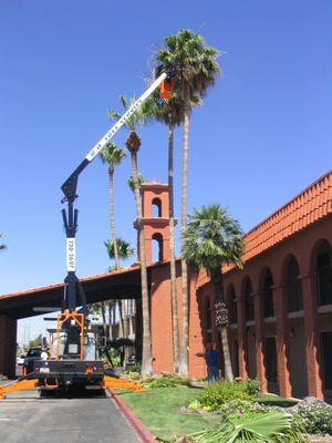 Bucket truck palm tree trimming