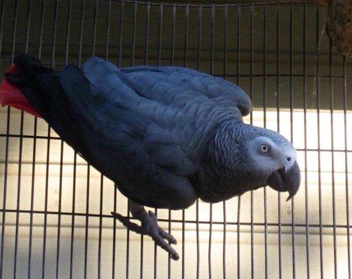 Sterling!  One of the first parrots I've done clicker training with and in early 2017 he's coming home to me!  Can't wait!