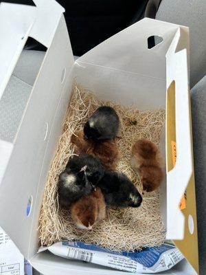 Chicks in my to-go box. They bring them to you.