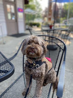 Dog friendly patio