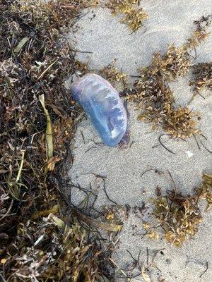 Portuguese man o' war