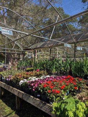 MBG Bi-Annual Plant Sale