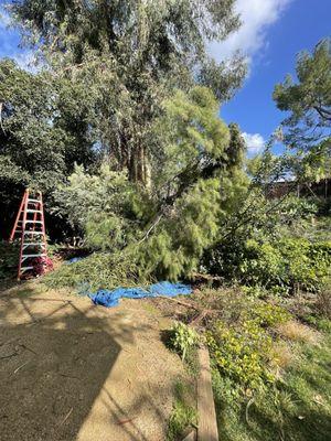 My tree broken by dropped limbs