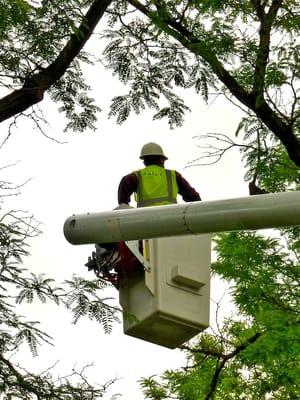 No job is to big for DLC. We have the crews and expertise to handle most tree trimming and removal jobs.