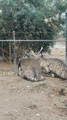 Emu