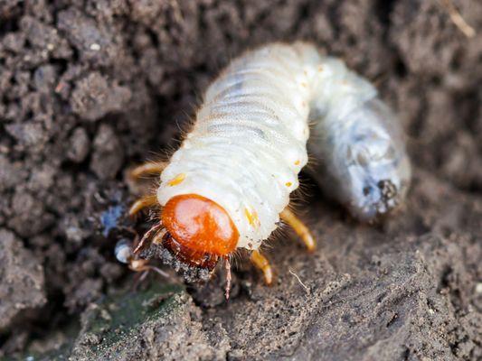 Don't let these grubs destroy your lawn - contact us today to learn about our preventative grub treatments!