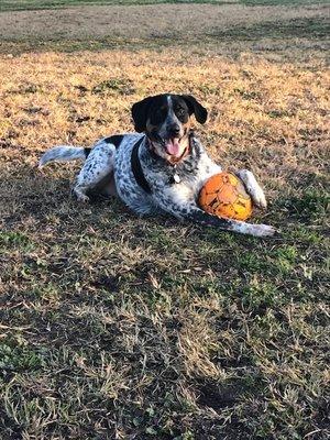 Mom K.O. and I had a grt time at Manteca dog park while visiting auntie Lisa.