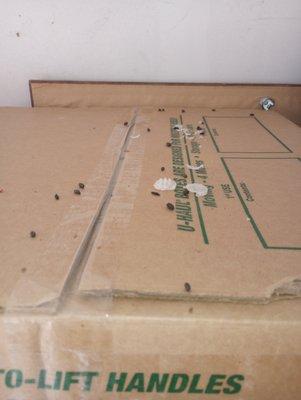 Mouse droppings on one of the boxes