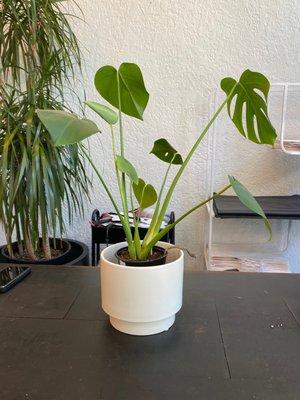 New pot for Monstera